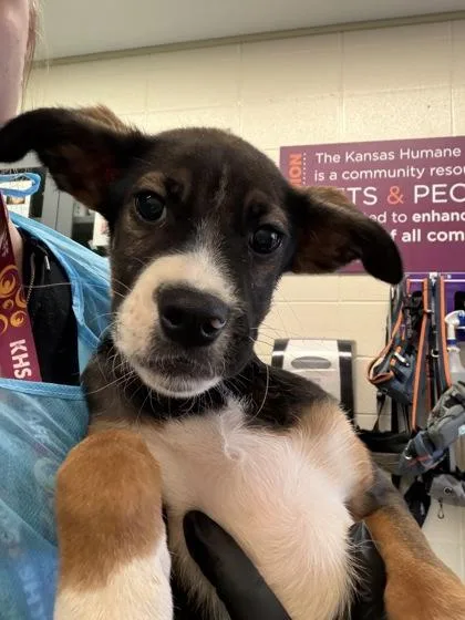 Theodore thumbnail 2