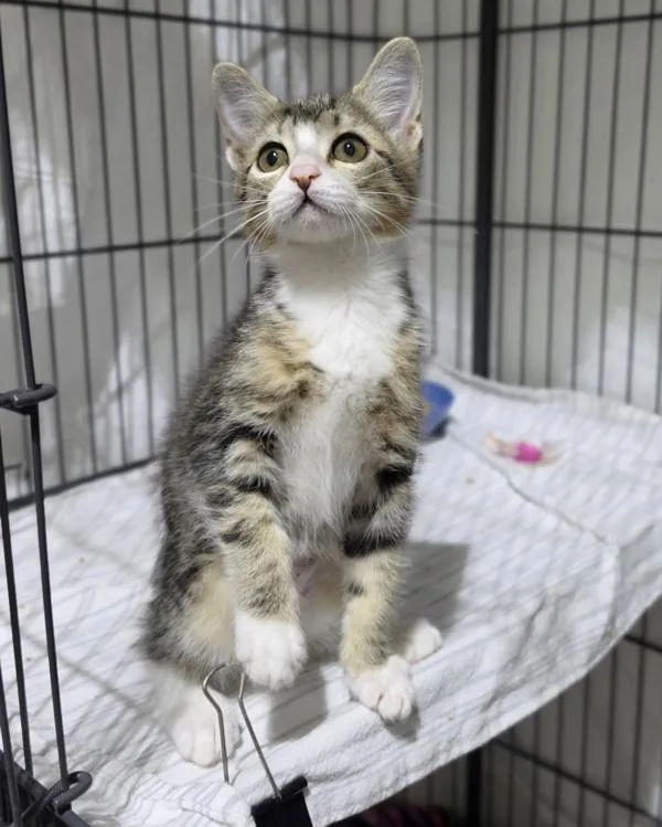 A baby small-sized female Domestic Short Hair cat named Brie for adoption in Novato, CA