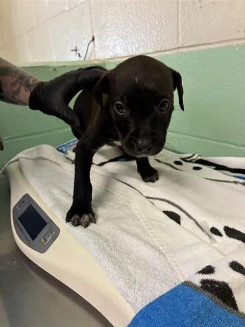 A baby small-sized female Pit Bull Terrier dog named Harlow for adoption in Sacramento, CA