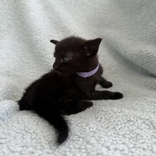 A baby small-sized female Domestic Short Hair cat named Lottie for adoption in Plantation, FL