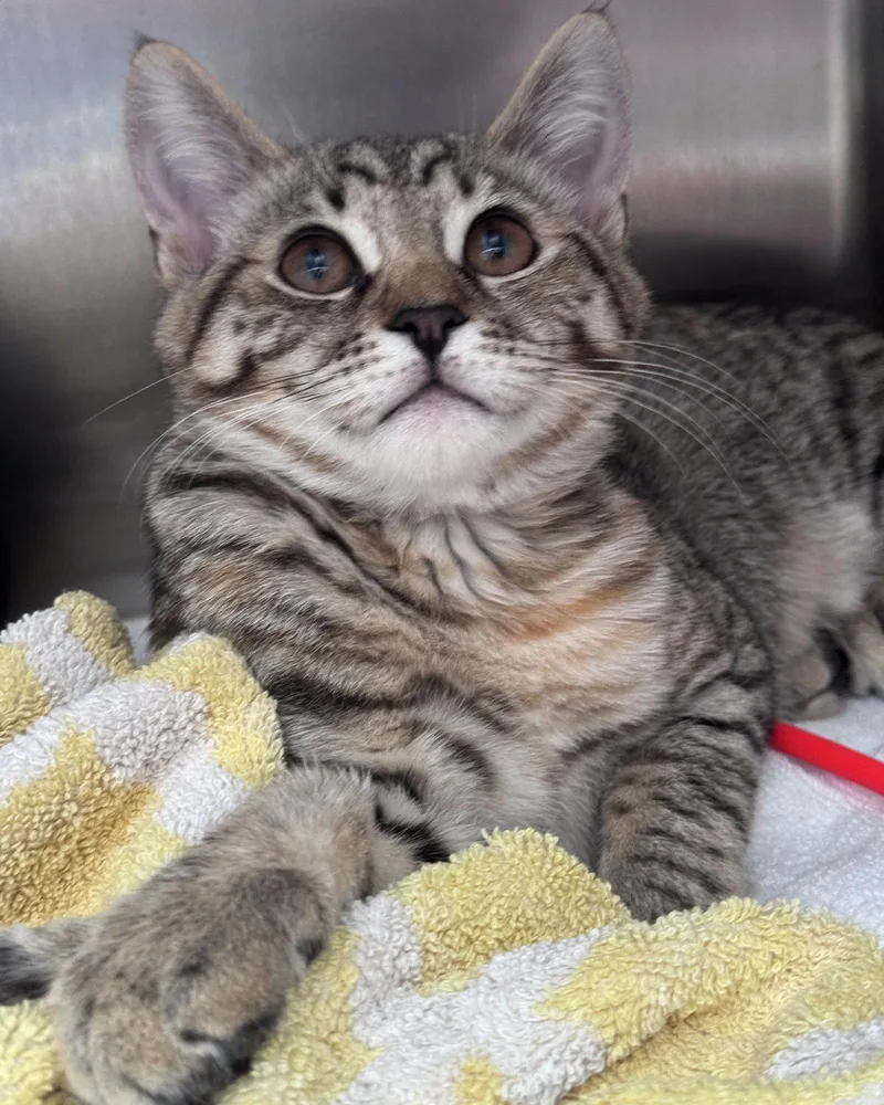 A baby small-sized female Brown / Chocolate Domestic Short Hair cat named Blossom for adoption in Oakland, CA