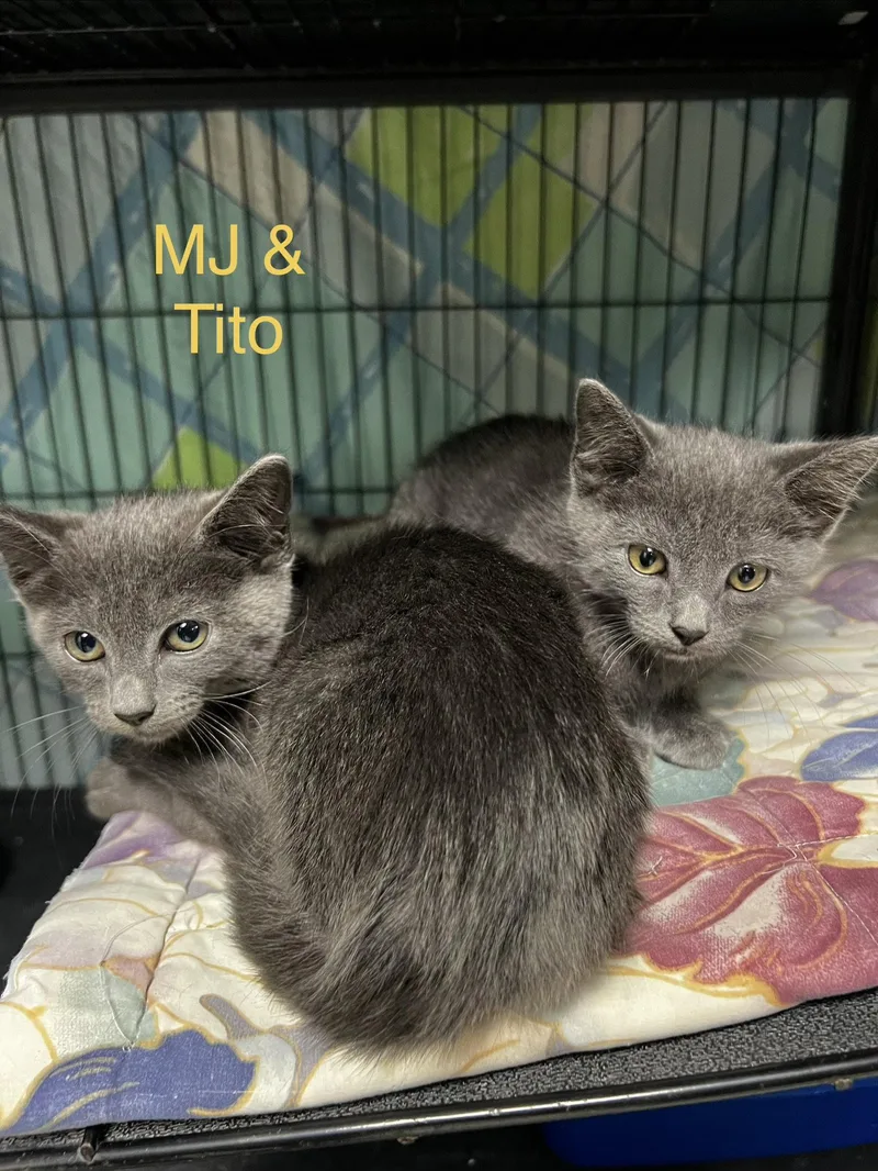 A baby large-sized male Chartreux cat named MJ and Tito for adoption in Ringwood, NJ