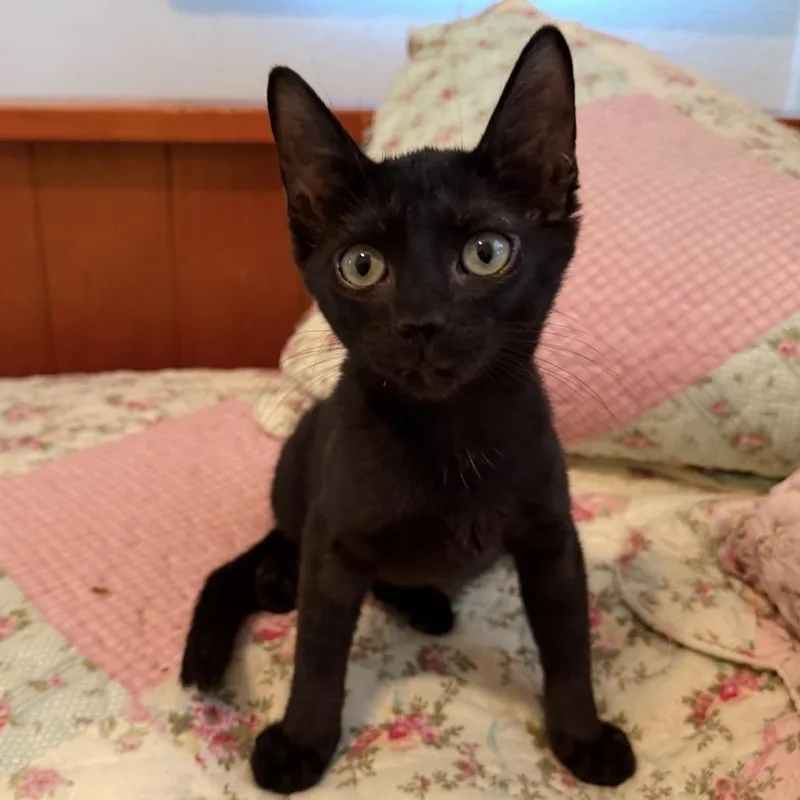 A baby small-sized female Black Domestic Short Hair cat named Jinx for adoption in TITUSVILLE, FL