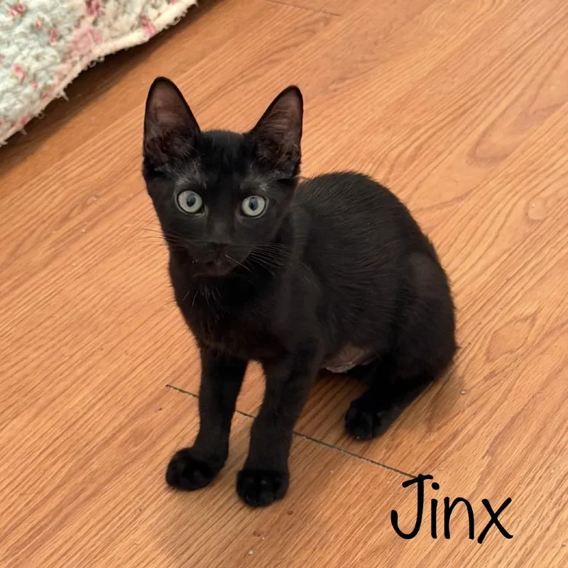 Jinx thumbnail 4