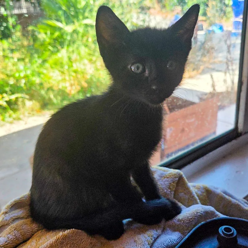 A baby small-sized female Black Domestic Short Hair cat named Inky for adoption in San Diego, CA