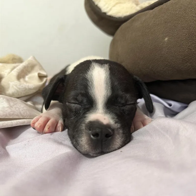 A baby small-sized male White / Cream Rat Terrier dog named Arlo for adoption in Evansville, IN
