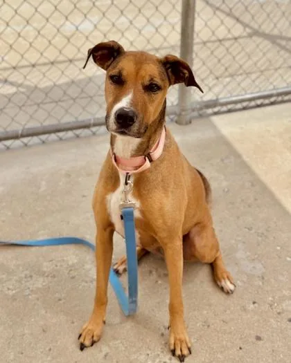 An adult large-sized female Mixed Breed dog named Yuna for adoption in Madison, NJ