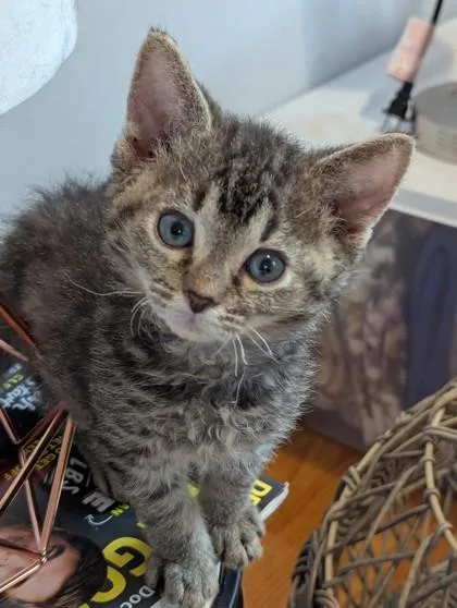 A baby small-sized male Domestic Short Hair cat named Charlie for adoption in Port Republic, MD