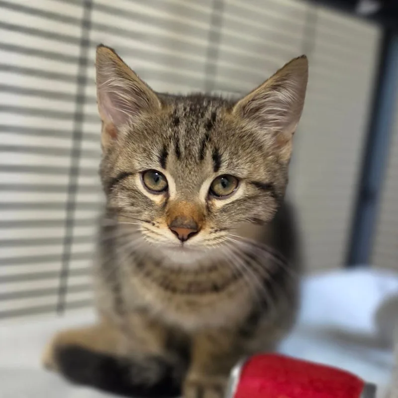A baby small-sized male Brown / Chocolate Domestic Short Hair cat named Ollie for adoption in Muncie, IN
