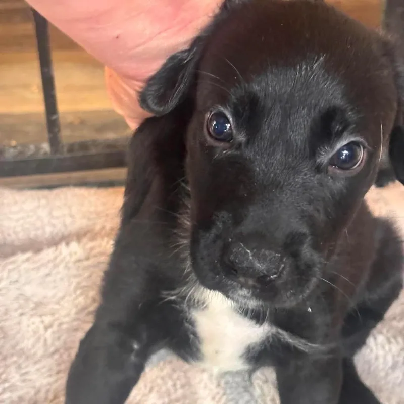 A baby small-sized male Black Terrier dog named Kermit for adoption in Nampa, ID