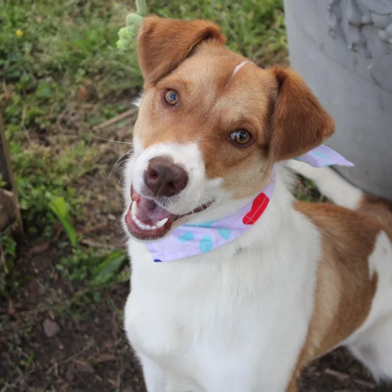 Macadamia thumbnail 3