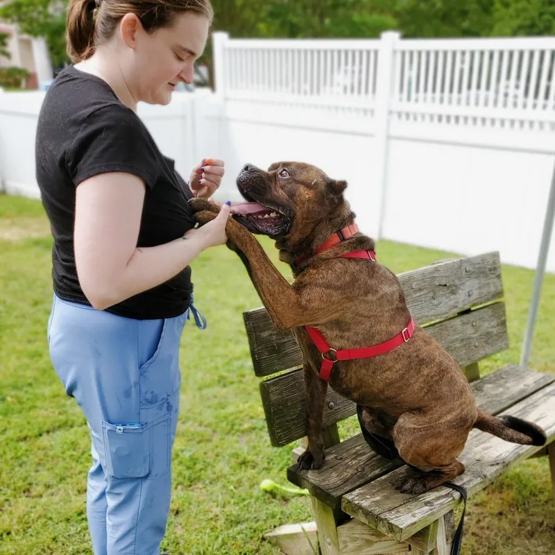 An adult large-sized male Brindle Mixed Breed dog named Sully for adoption in Fredericksburg, VA