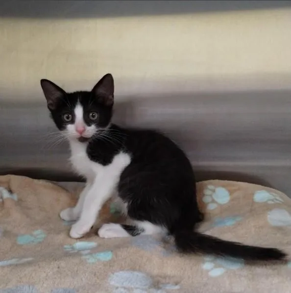 A baby small-sized male Domestic Short Hair cat named Orlando for adoption in Alameda, CA