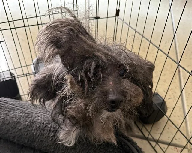 A senior small-sized male Maltese dog named Mj for adoption in Camarillo, CA