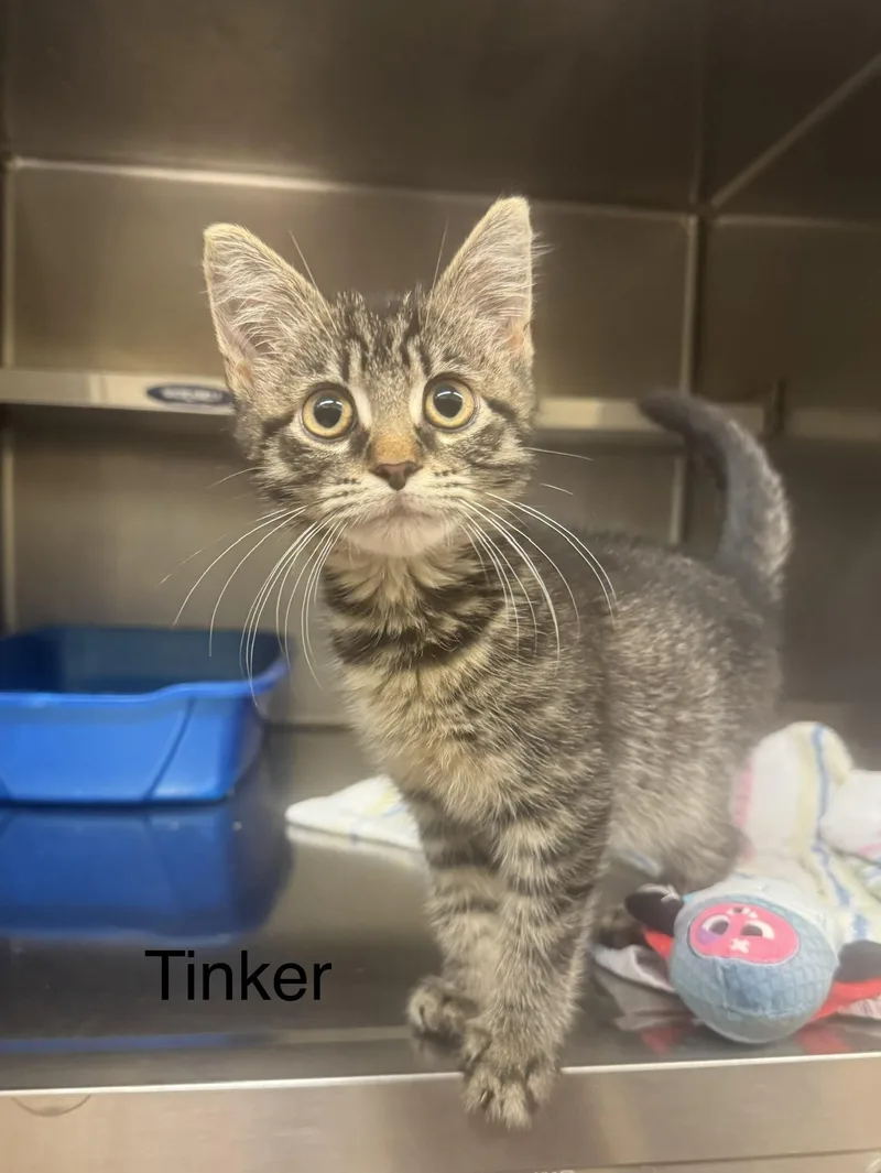 A baby medium-sized male Black Domestic Short Hair cat named Tinker for adoption in Ulster, PA