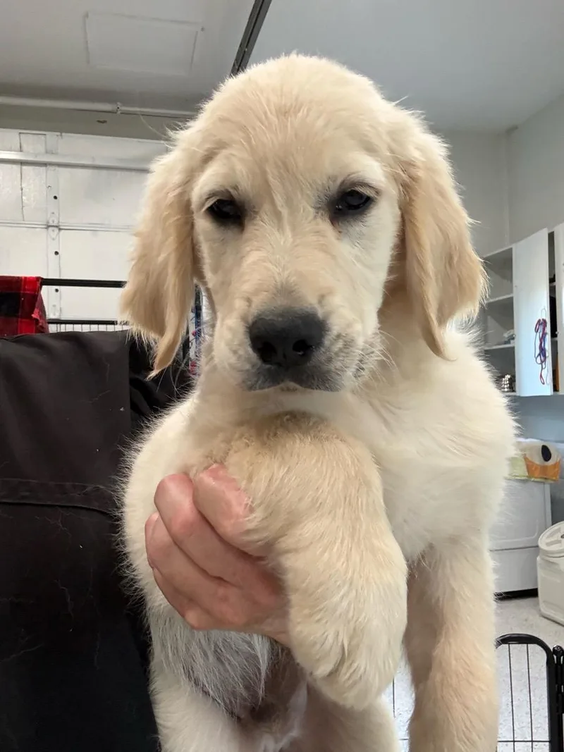 A young medium-sized male White / Cream Golden Retriever dog named Samuel for adoption in Temecula, CA