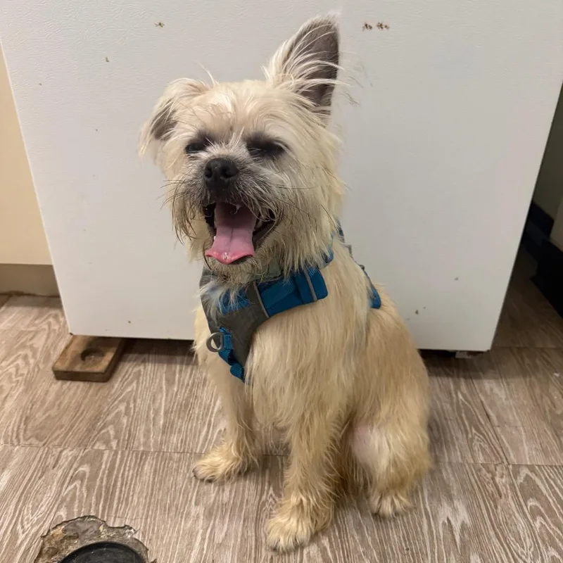 An adult small-sized female Yellow / Tan / Blond / Fawn Shih Tzu dog named Sky for adoption in Houston, TX
