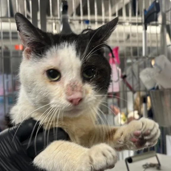 An adult medium-sized male Black Domestic Short Hair cat named Homer for adoption in New York, NY