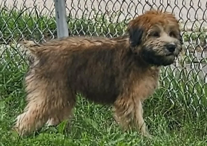 Teddy