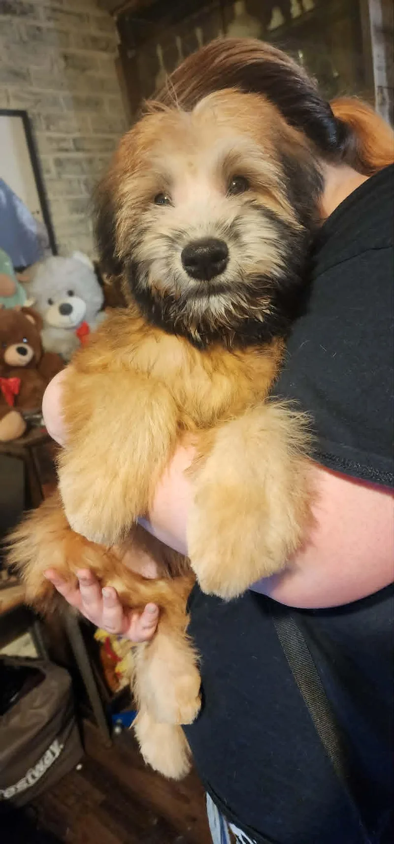 Teddy thumbnail 5