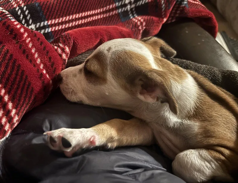 A baby small-sized female Terrier dog named Cora for adoption in Davis, CA