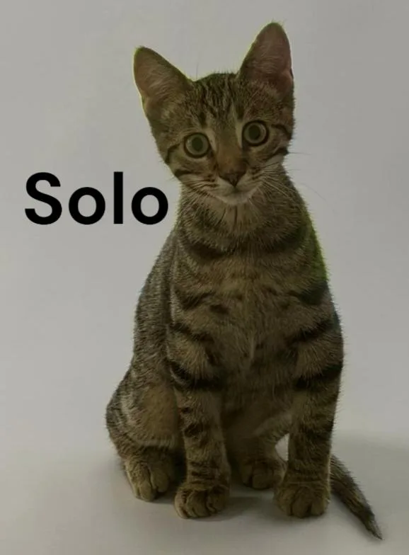 A baby medium-sized male Tabby cat named Solo for adoption in Weems, VA