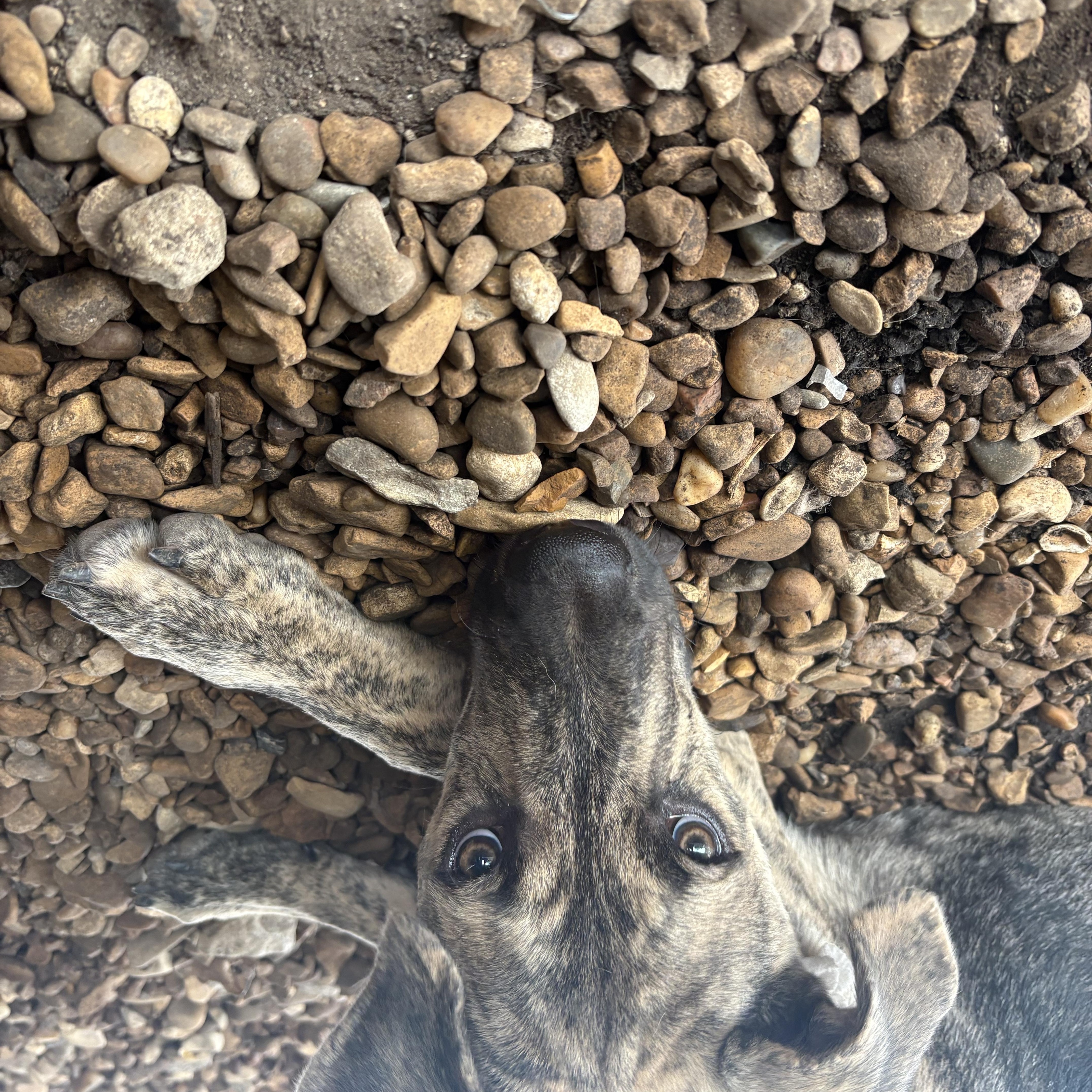 A young large-sized male Brindle Shepherd dog named Laddy for adoption in Plano, TX