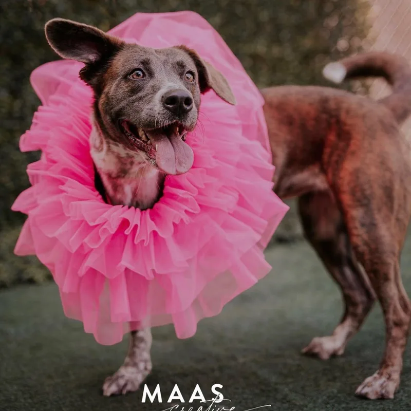 An adult medium-sized female Labrador Retriever dog named Pinecone for adoption in atlanta, GA