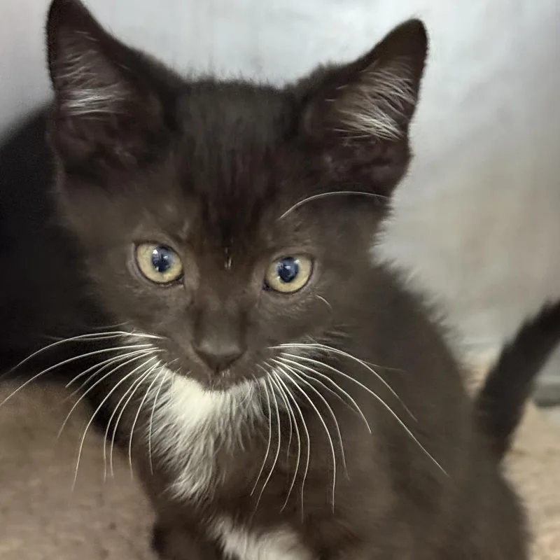 A baby small-sized male Black Domestic Short Hair cat named Freddy for adoption in Fresno, CA