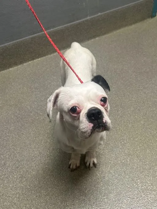 A young small-sized female English Bulldog dog named Oakley for adoption in Las Vegas, NV