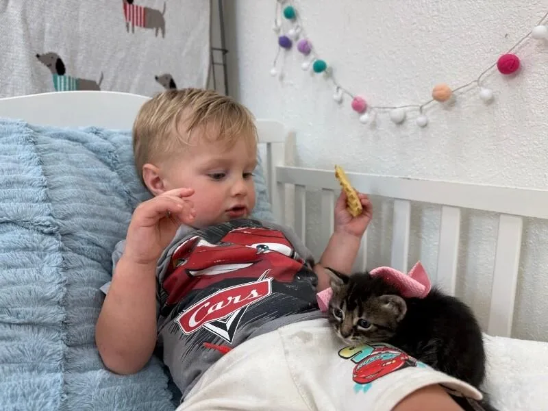 A baby medium-sized female Tabby (Brown / Chocolate) Tabby cat named Sparkle Fun Fluff for adoption in Friendswood, TX