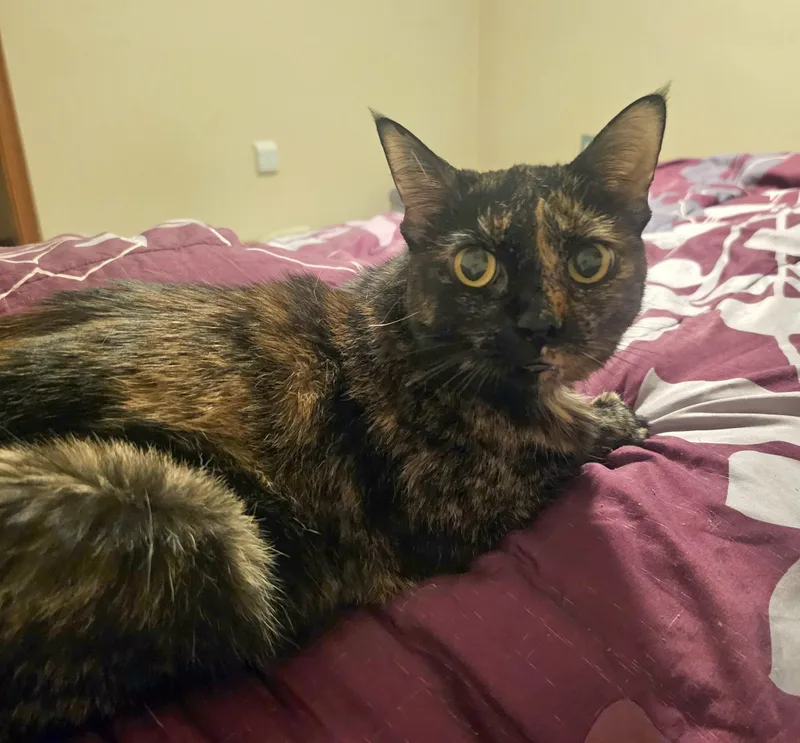 Gracie