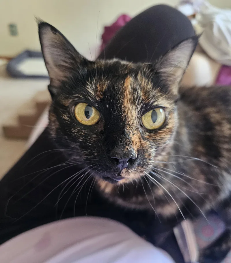 Gracie thumbnail 3