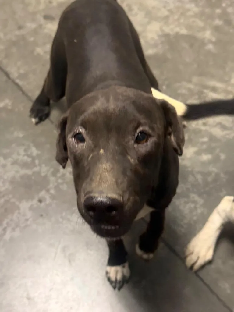 A baby large-sized female Mastiff dog named Tinkerbell for adoption in Henderson, NC