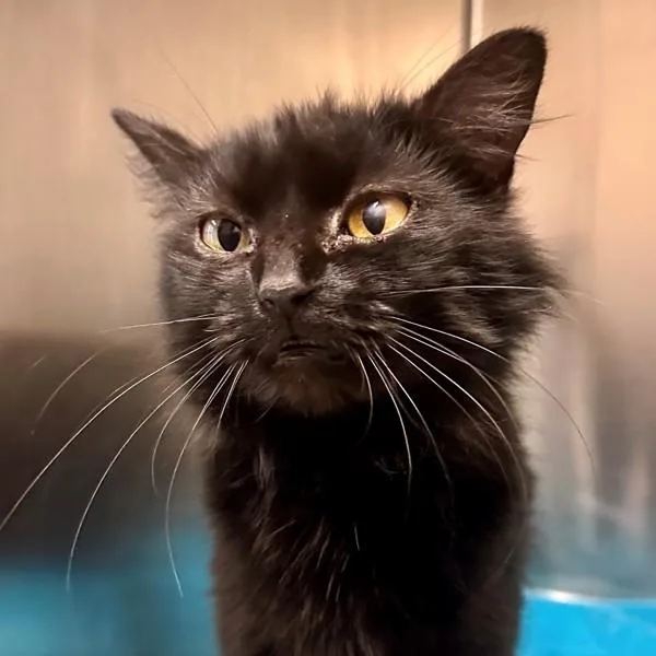 An adult medium-sized female Domestic Medium Hair cat named Apple Bird for adoption in Walnut Creek, CA