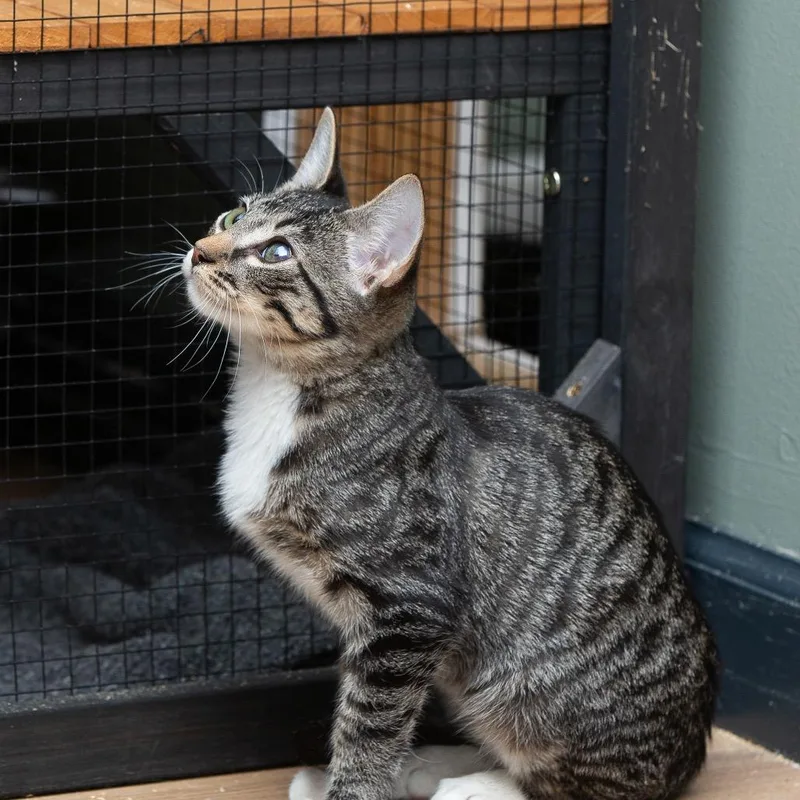 A baby small-sized male American Shorthair cat named Toodleoo for adoption in Lake Jackson, TX
