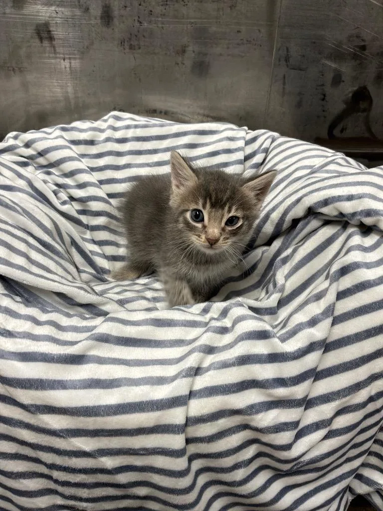 A baby medium-sized male Tabby (Gray / Blue / Silver) Tabby cat named Bonsai for adoption in Mira Loma, CA
