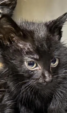 A baby small-sized male Domestic Short Hair cat named Fifi for adoption in Dallas, TX