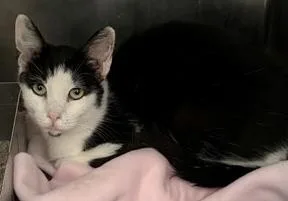 A baby medium-sized female Domestic Short Hair cat named Missy for adoption in Baraboo, WI