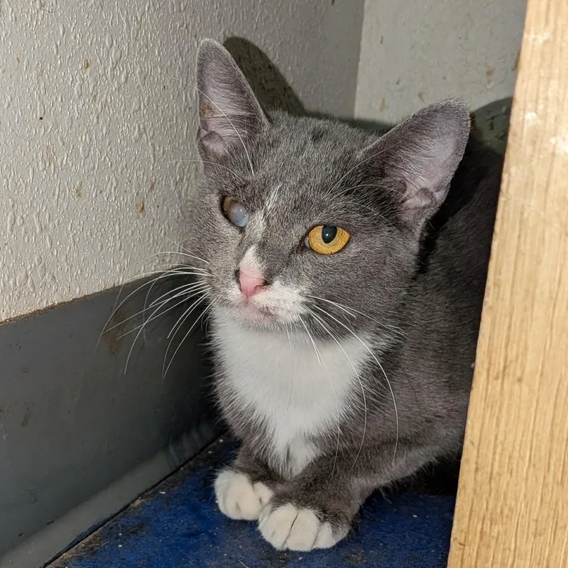 A young medium-sized female Gray & White Domestic Short Hair cat named Olive Oil for adoption in Anderson, TX