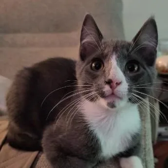 A baby medium-sized male White Tuxedo cat named Claude for adoption in Oswego, NY