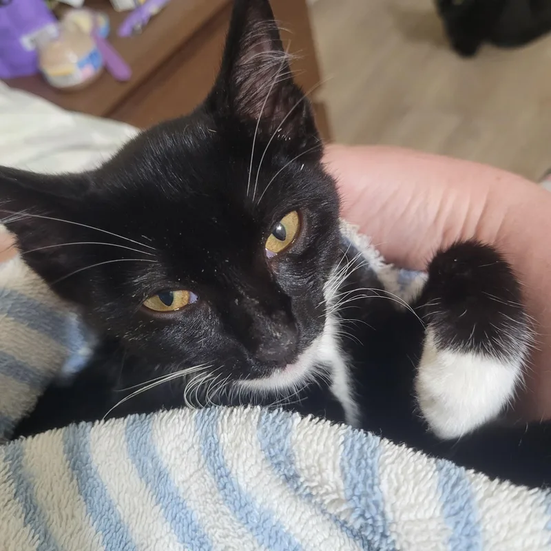 A baby medium-sized female Black & White / Tuxedo Domestic Short Hair cat named Mercury for adoption in Woodland Hills, CA