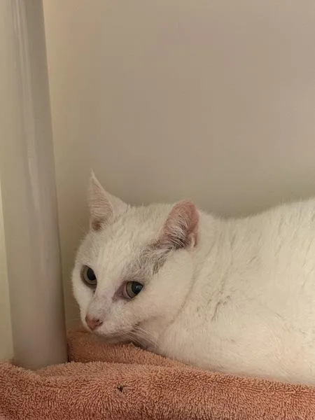 An adult small-sized female Domestic Short Hair cat named Guppy for adoption in Salisbury, MD