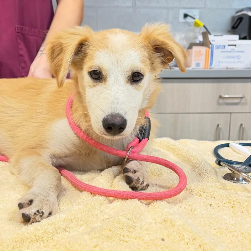 A baby medium-sized male Mixed Breed dog named Robbin for adoption in Englewood, FL