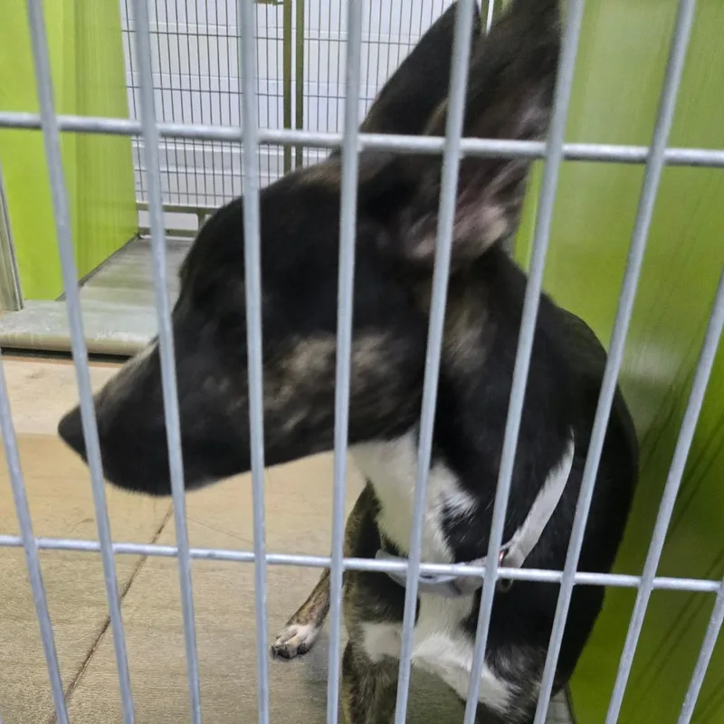 A young small-sized female Cattle Dog dog named Bea for adoption in San Jacinto, CA