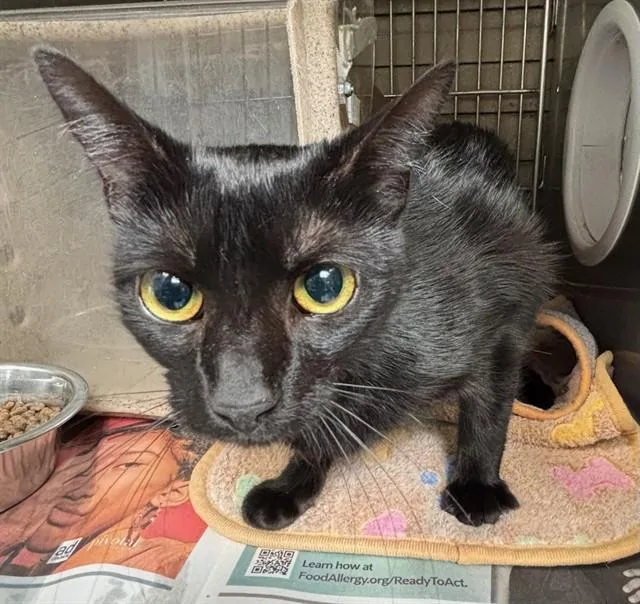 A young medium-sized female Domestic Short Hair cat named Jiji for adoption in Baldwin Park, CA