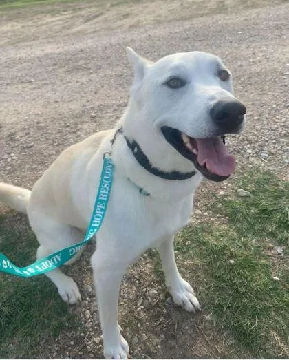 An adult medium-sized female Siberian Husky dog named Petra for adoption in Fort Worth, TX