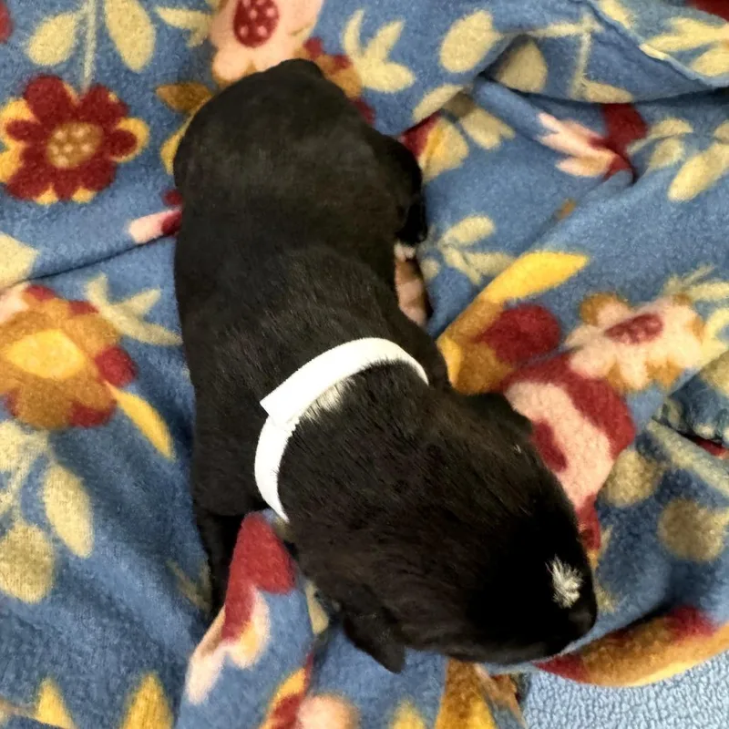 A baby medium-sized female Black Labrador Retriever dog named Sally for adoption in North Bend, OR