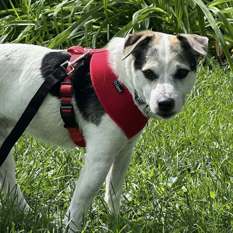 An adult small-sized male Rat Terrier dog named Rascal for adoption in Omaha, NE