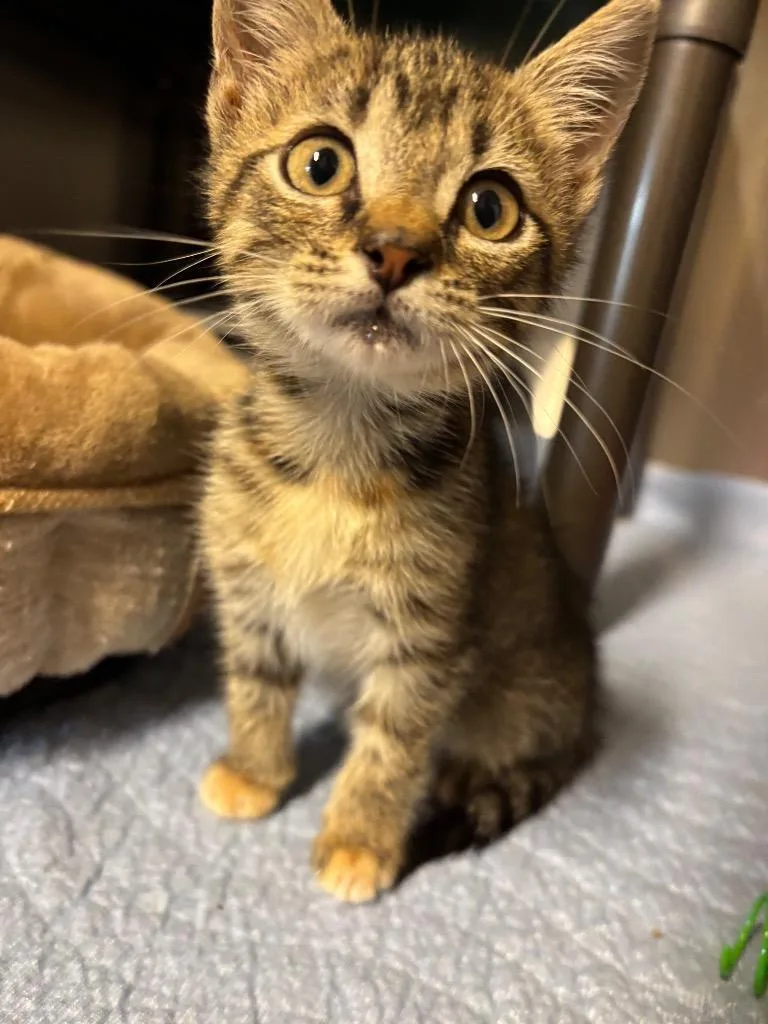 A baby large-sized female Domestic Short Hair cat named Mouse for adoption in Metter, GA
